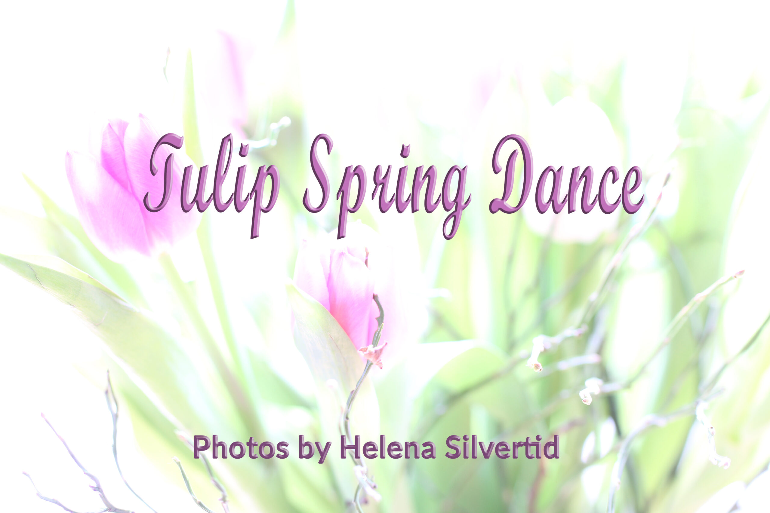 Du visar för närvarande Tulip Spring Dance